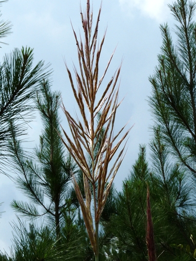 {Saccharum alopecuroides}